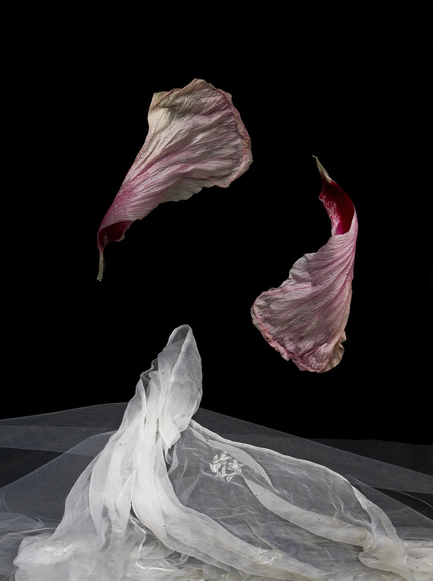 REGARDING BEAUTY Dancing Petals