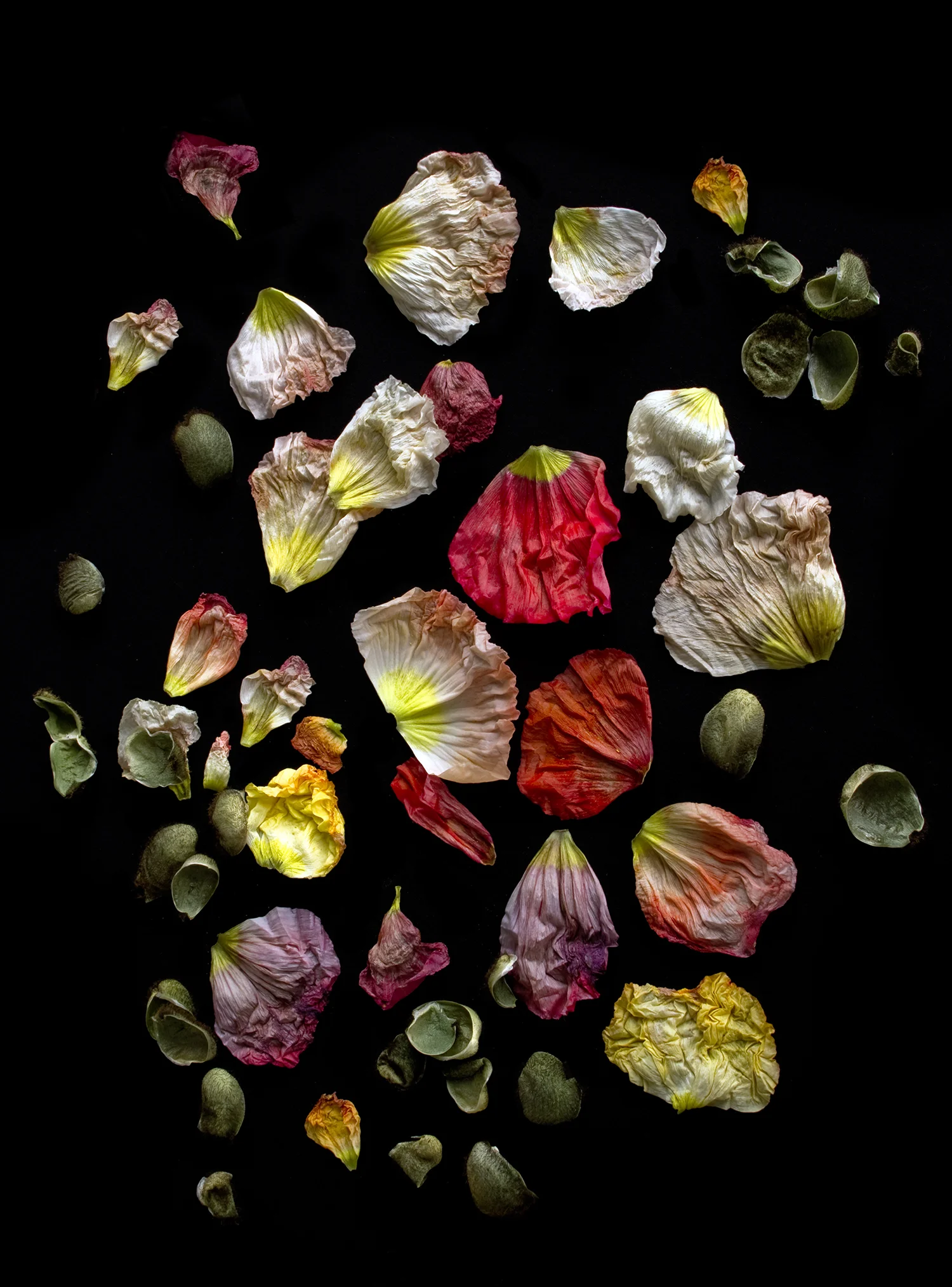 REGARDING BEAUTY Petals on Black