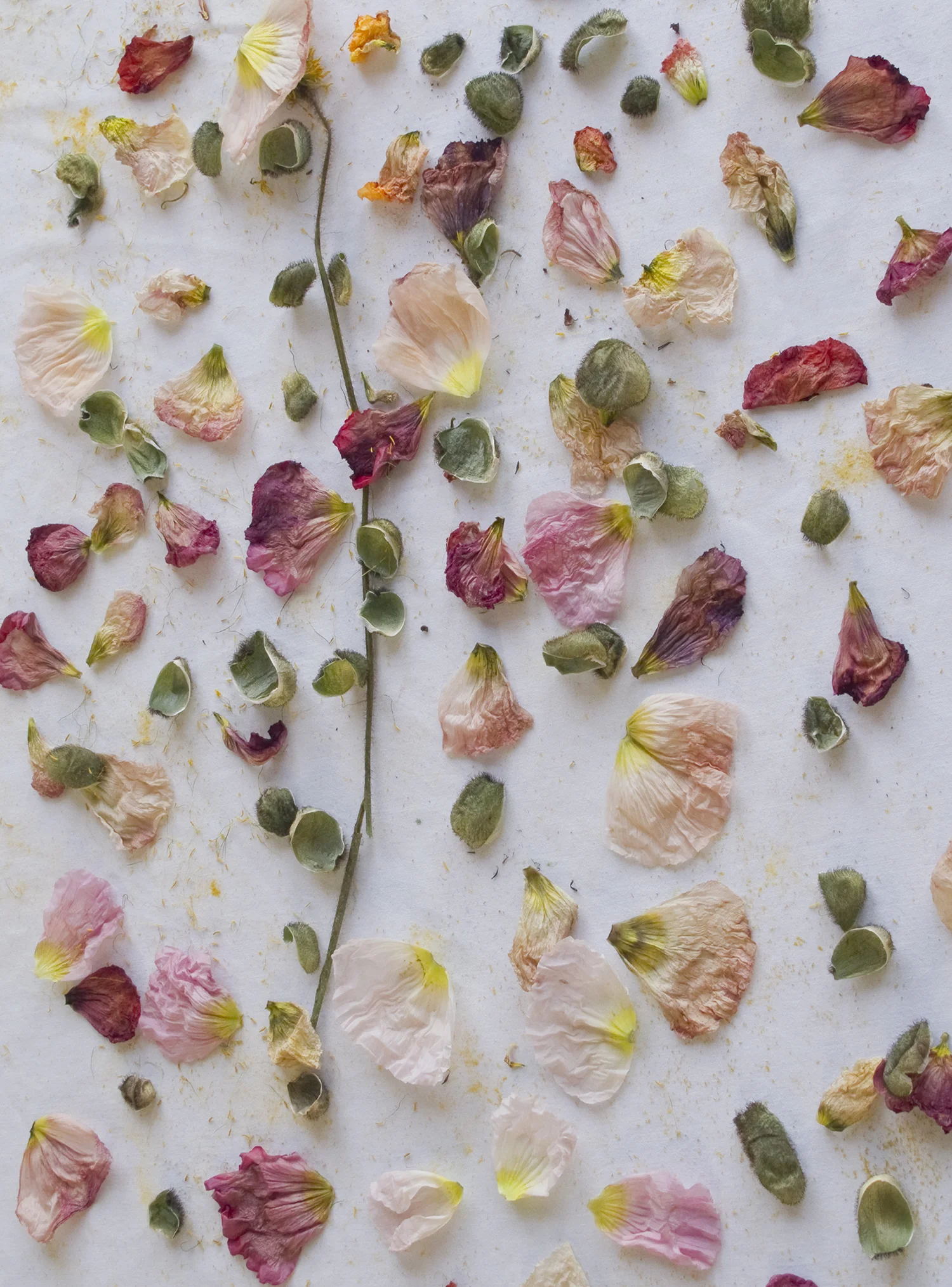 REGARDING BEAUTY Petals on White