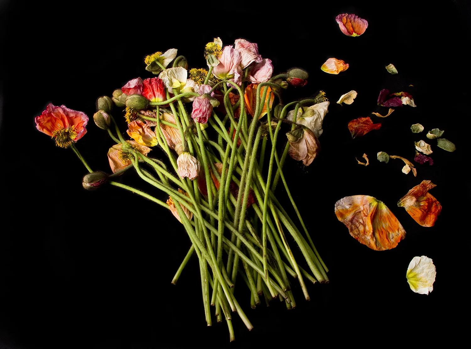 REGARDING BEAUTY Poppies