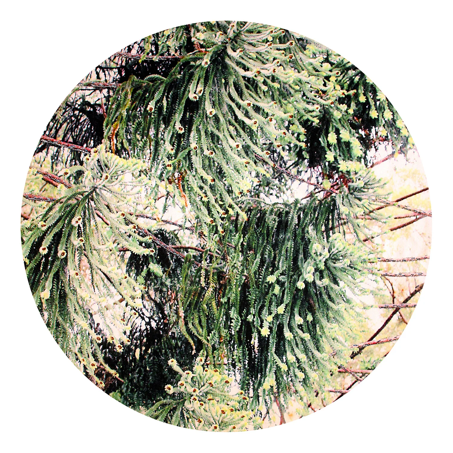 MURMUR Into the Clearing 02