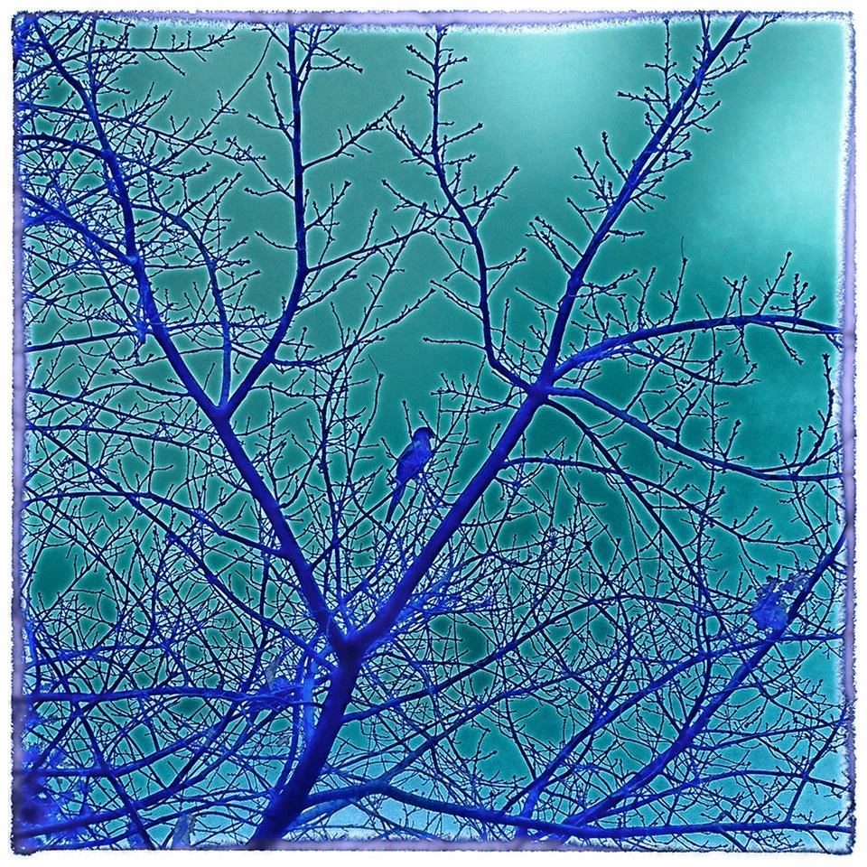 Autumn Blue Bird