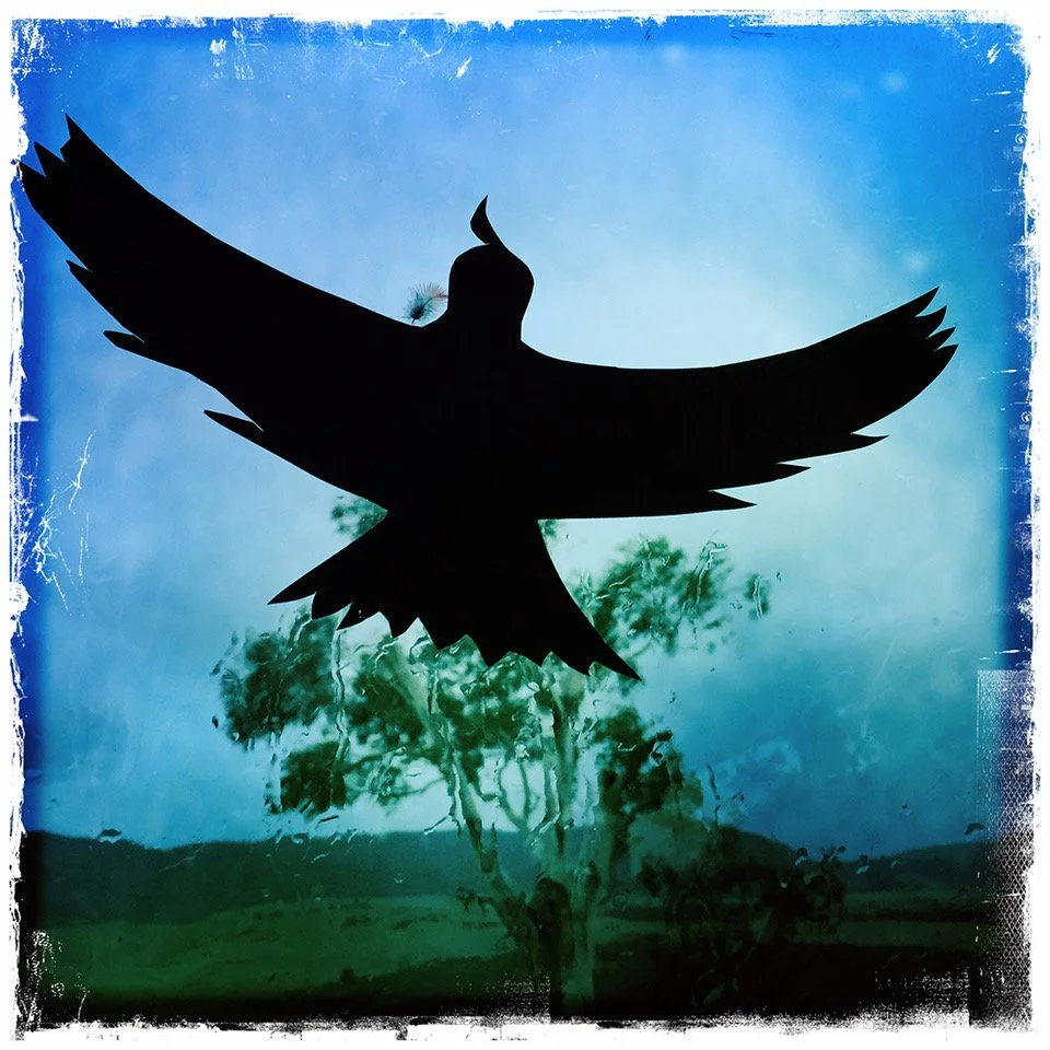 Weather Bird