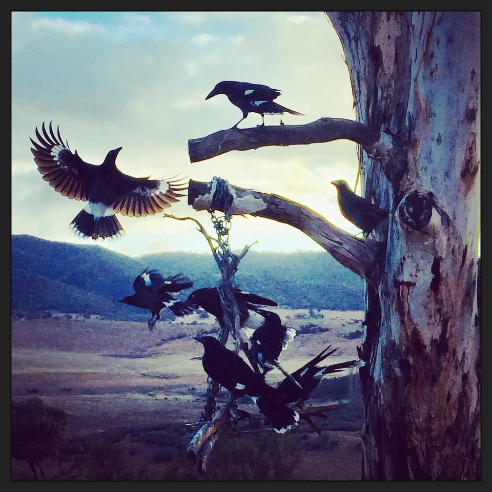 On a Wing and a Branch