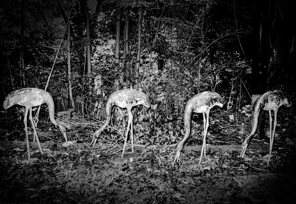 Deep in the Forest, Kyoto 2016