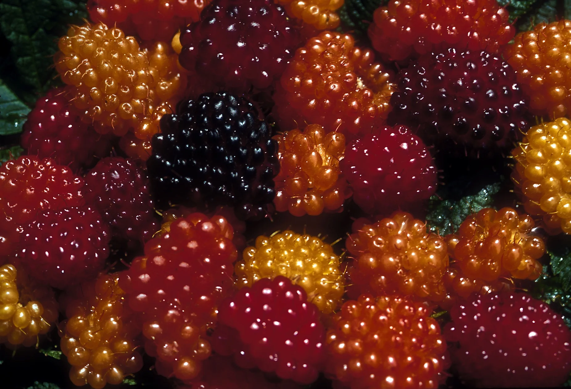 Blog The Yetwánaý Project — Leigh Joseph (Styawat), Ethnobotanist