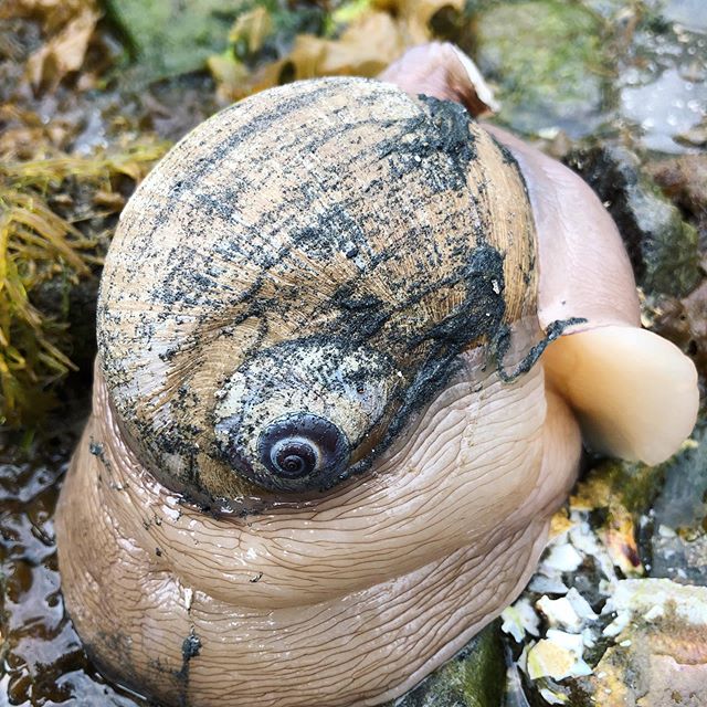 Moon 🌙 snail on the beach in skidegate