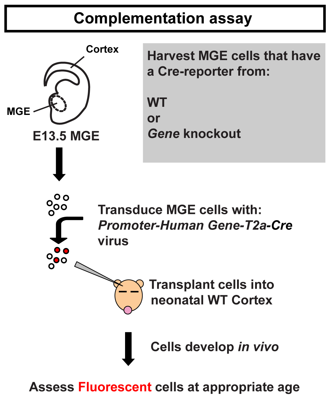 Fig. 3 Complementation assay.png