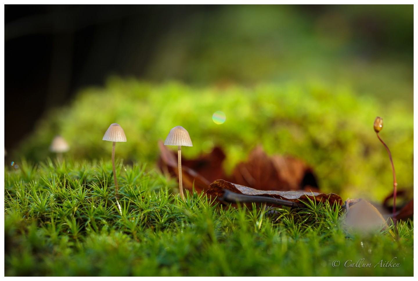 Mini Fungi