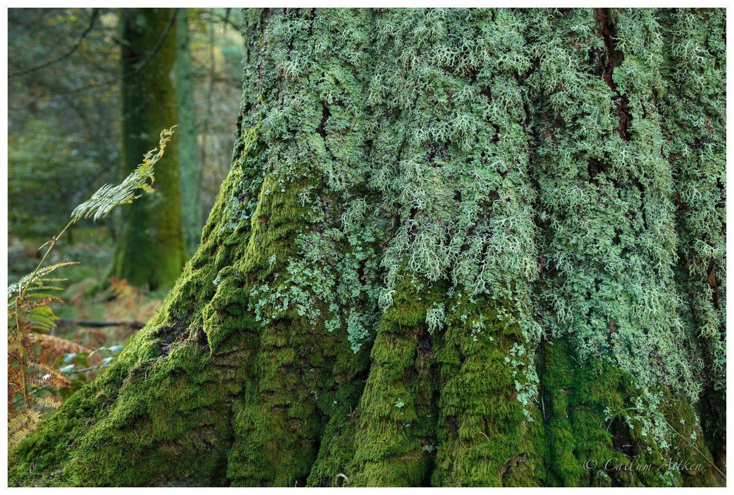 Moss vs. Lichen