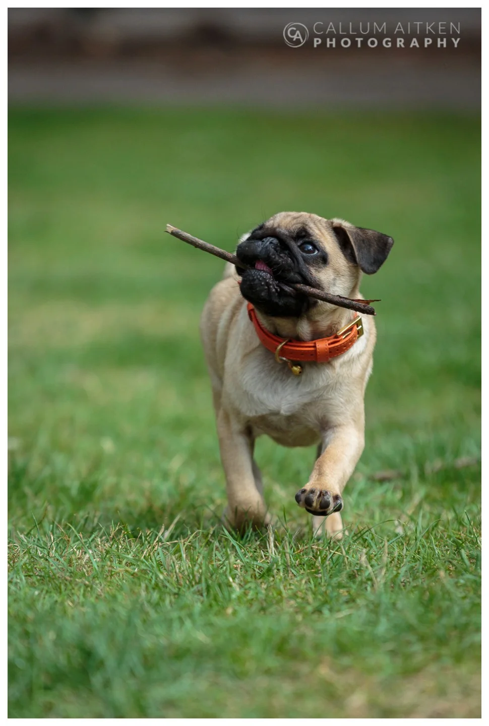 Aitken-150815-Wellington Pug-927.jpg