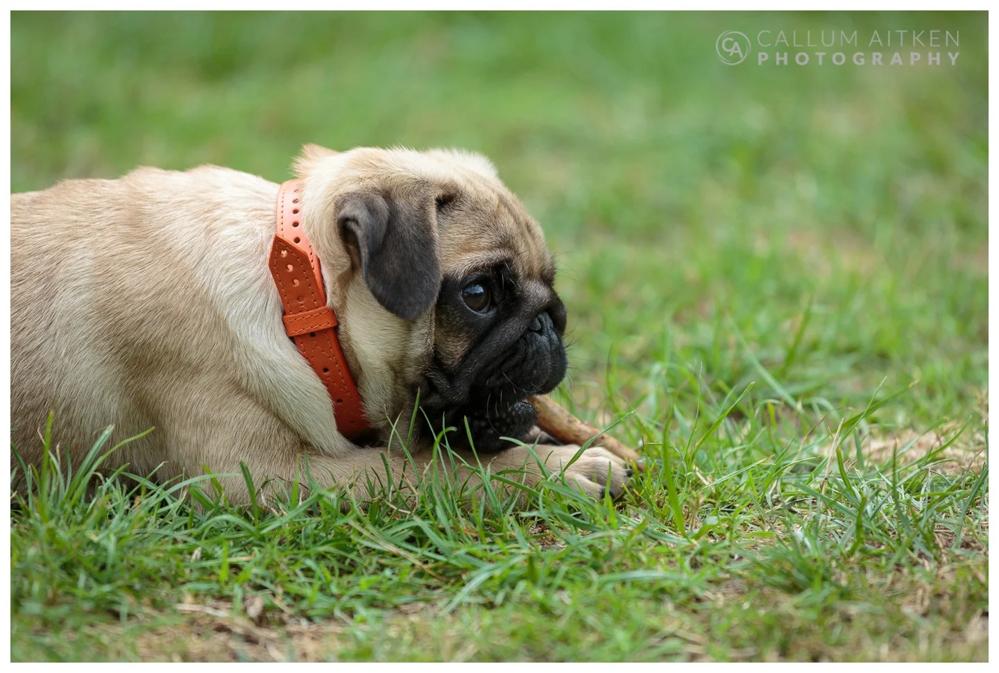 Aitken-150815-Wellington Pug-989.jpg