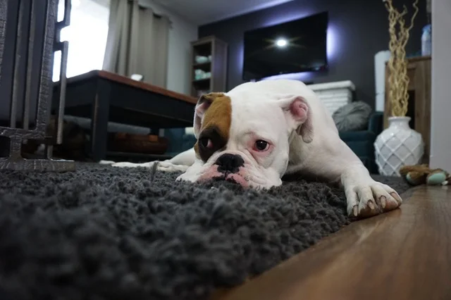 Animals-bulldog-on-carpet.jpeg