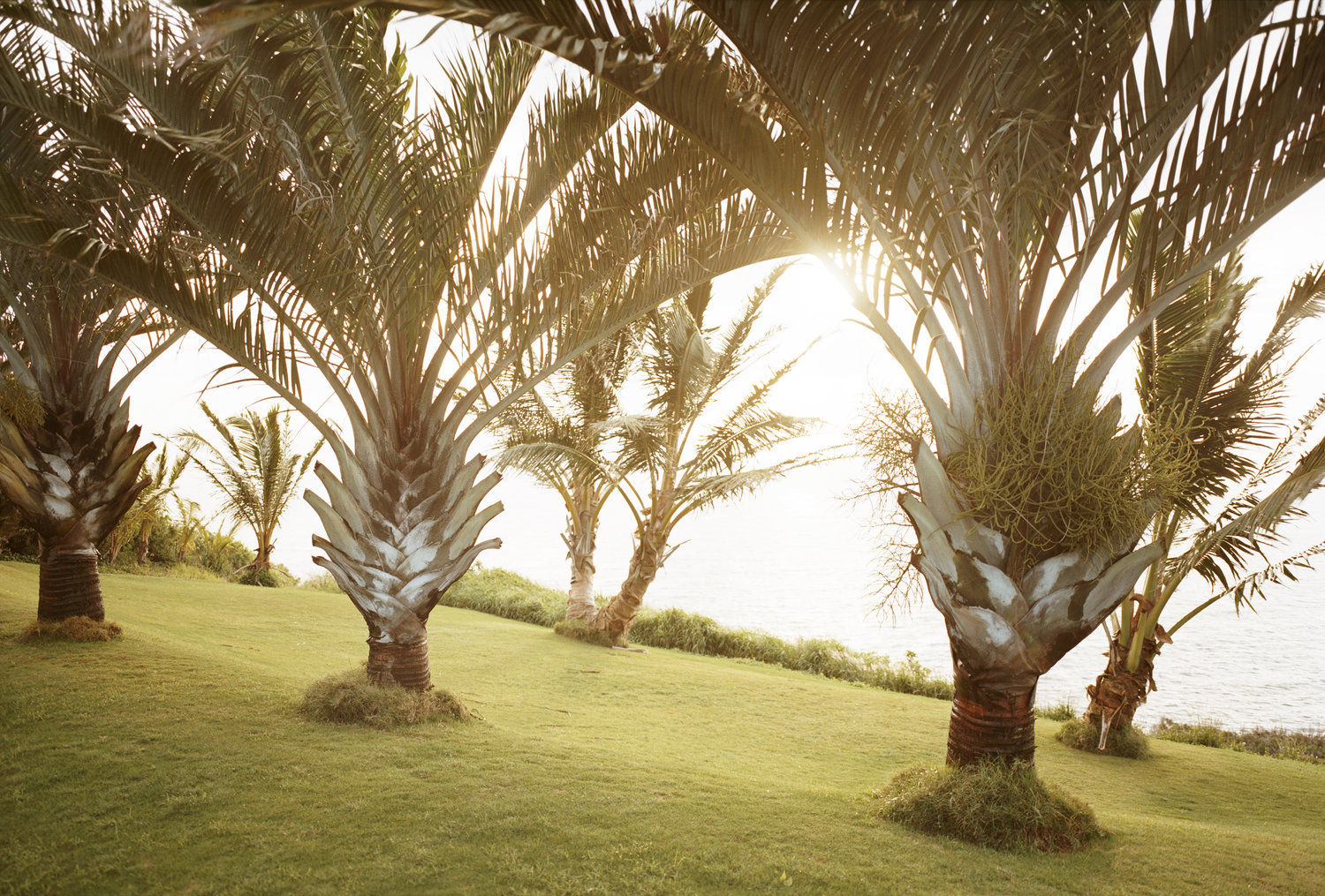 1_Palms.jpg