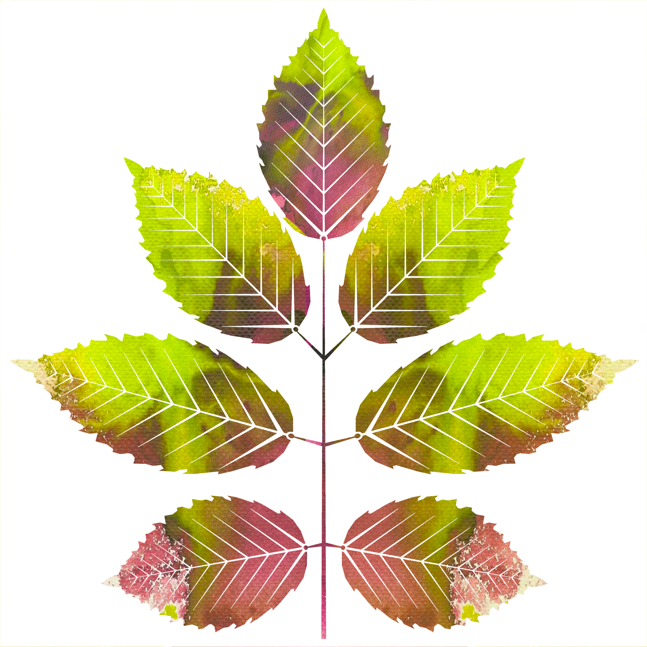 Ash Leaf v2.png