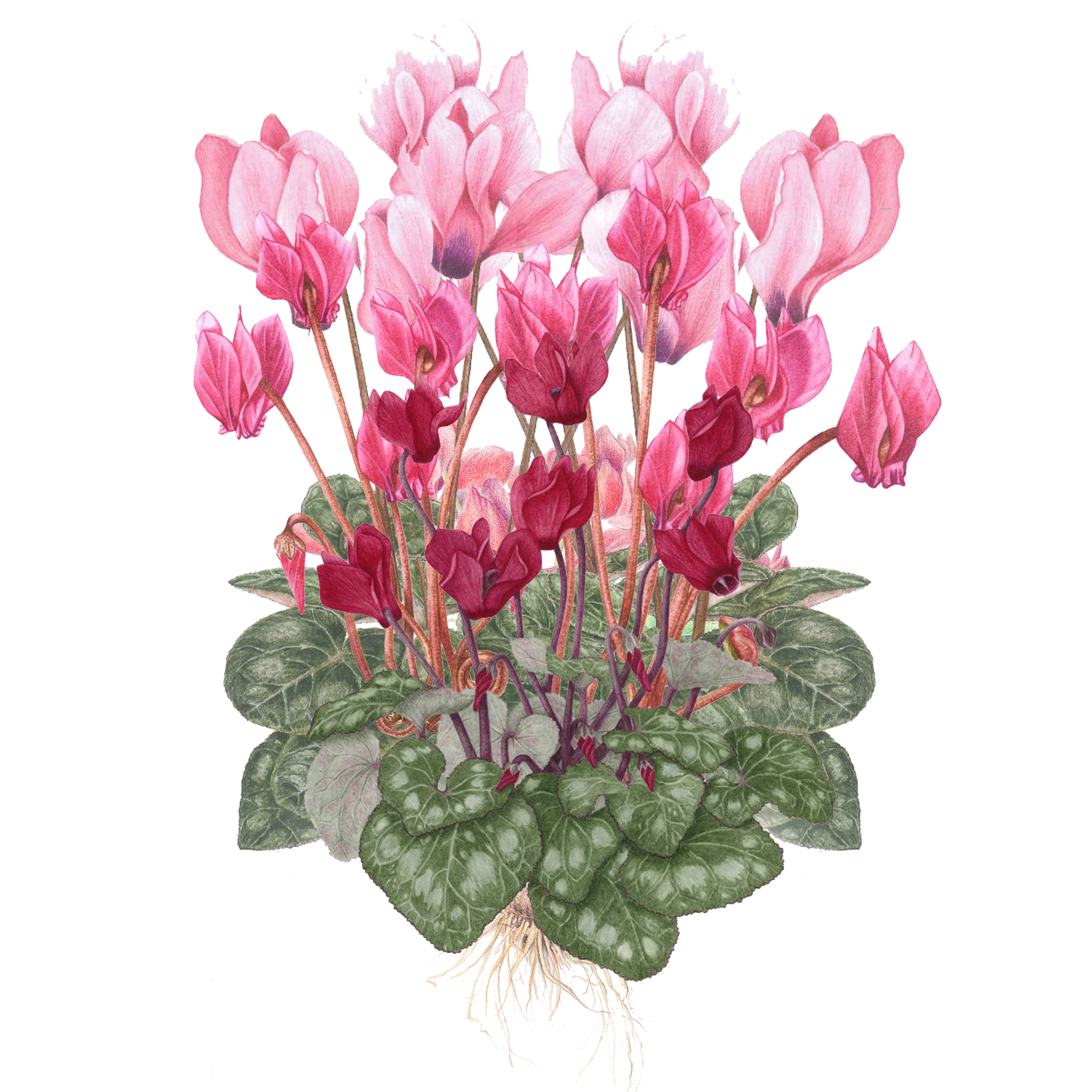 Cyclamen.png