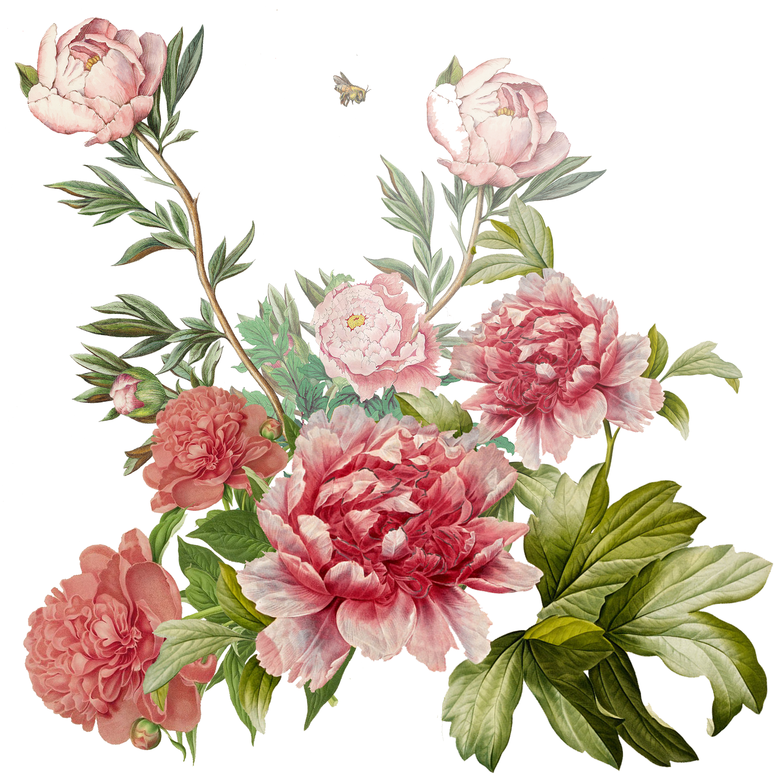 Peonies.png