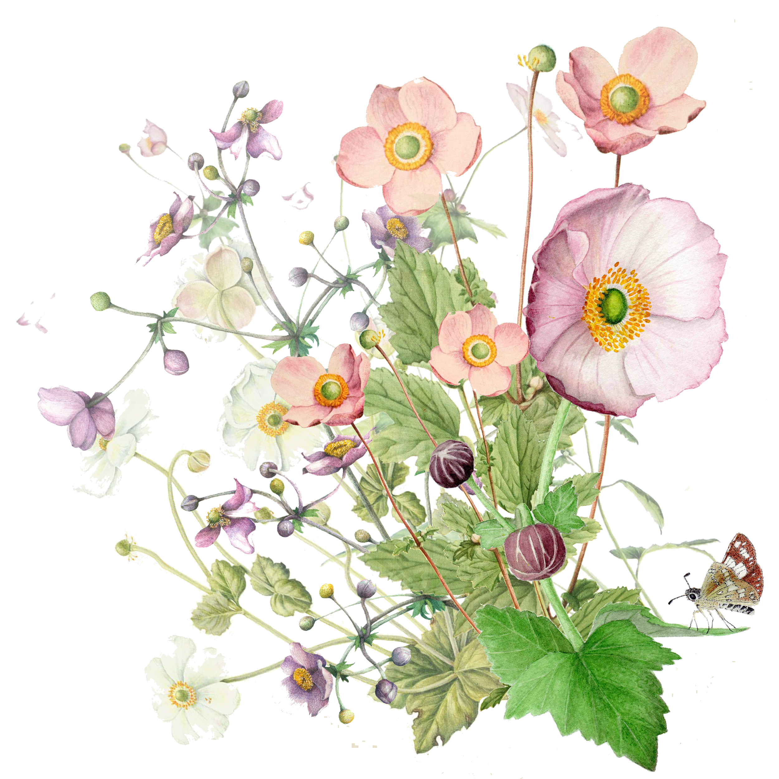 Japanese Anemone.png
