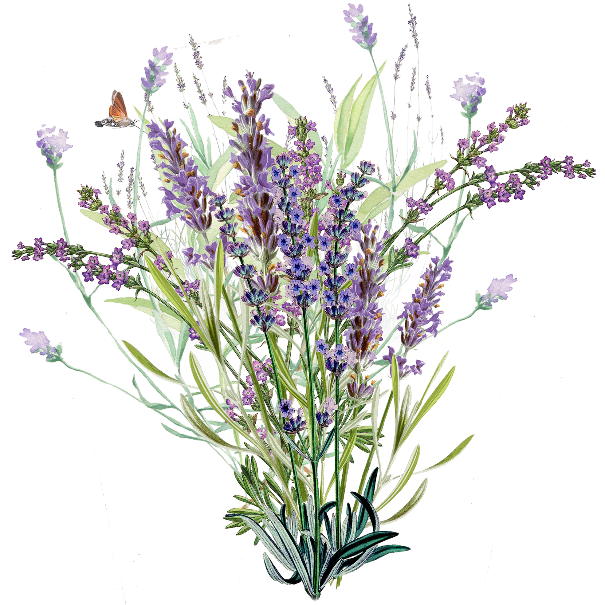 Lavender.png