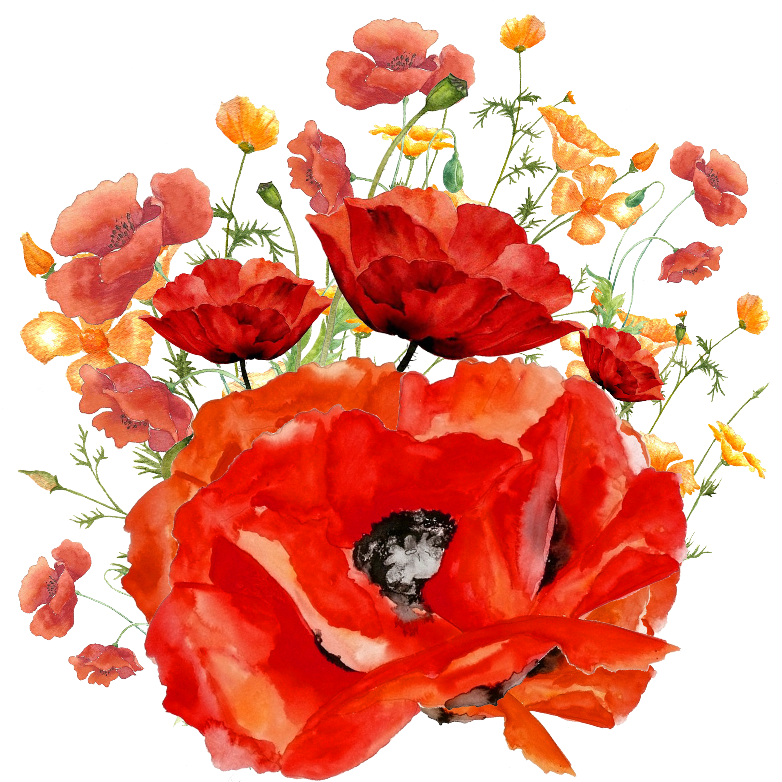 Poppies.png