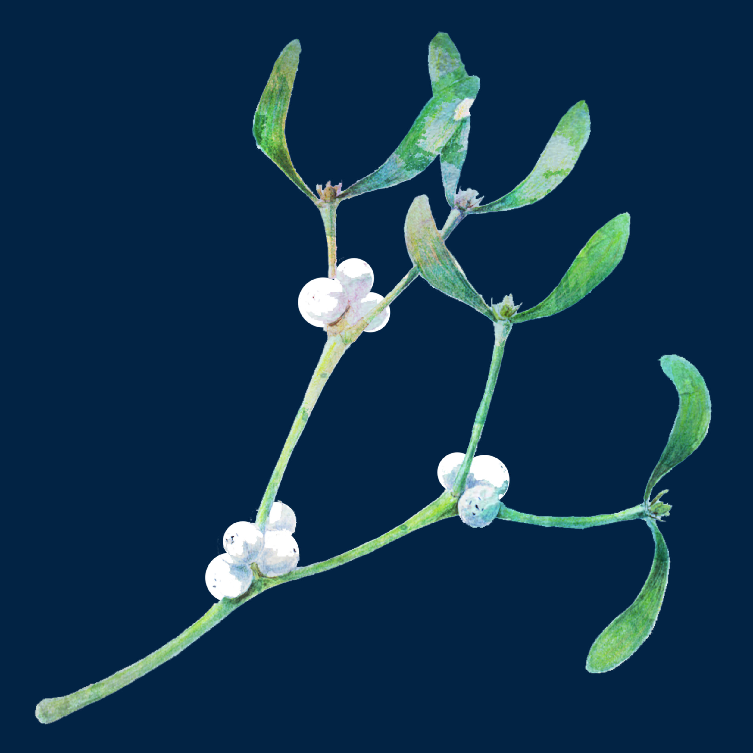 Mistletoe Print.jpg