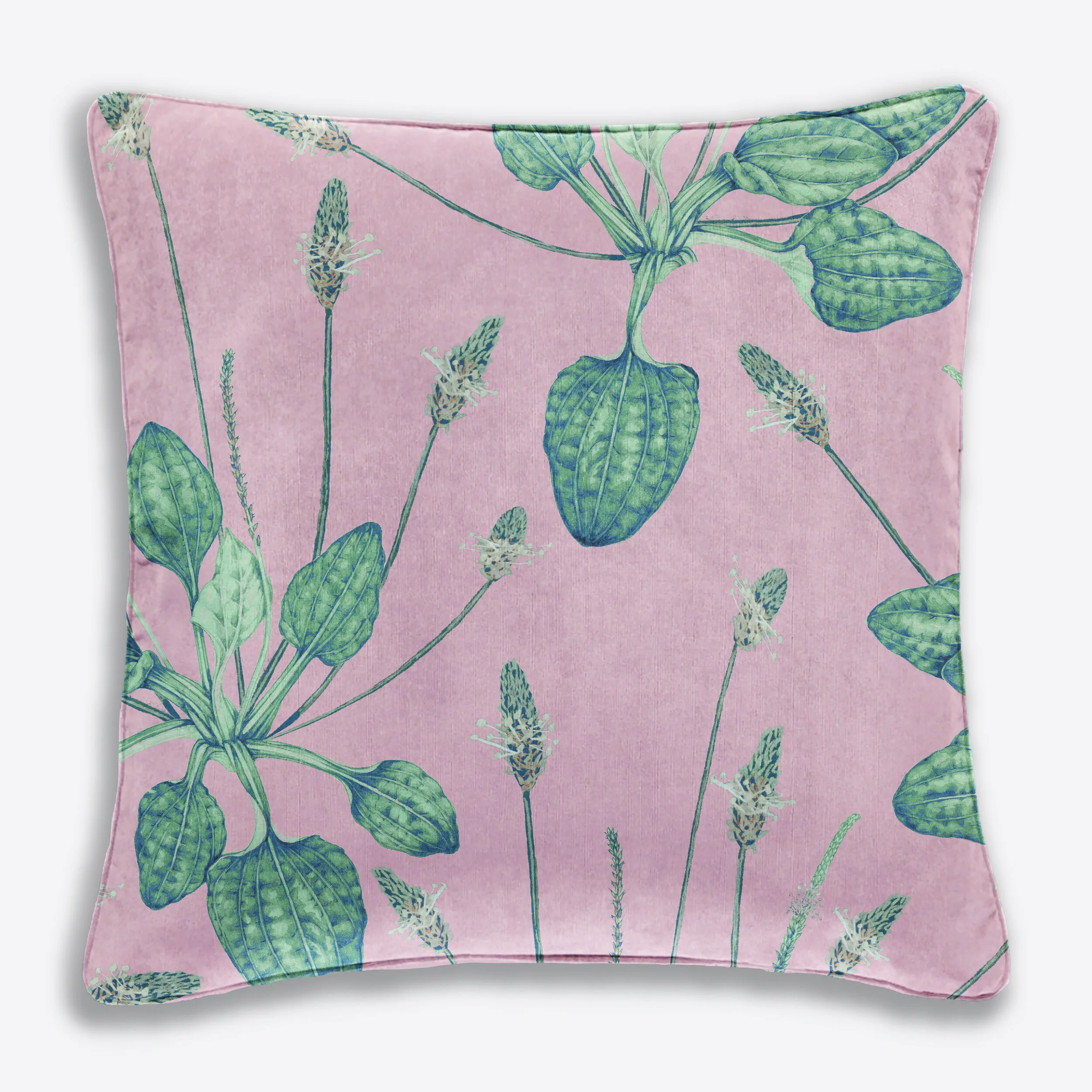 Plantago Cushions