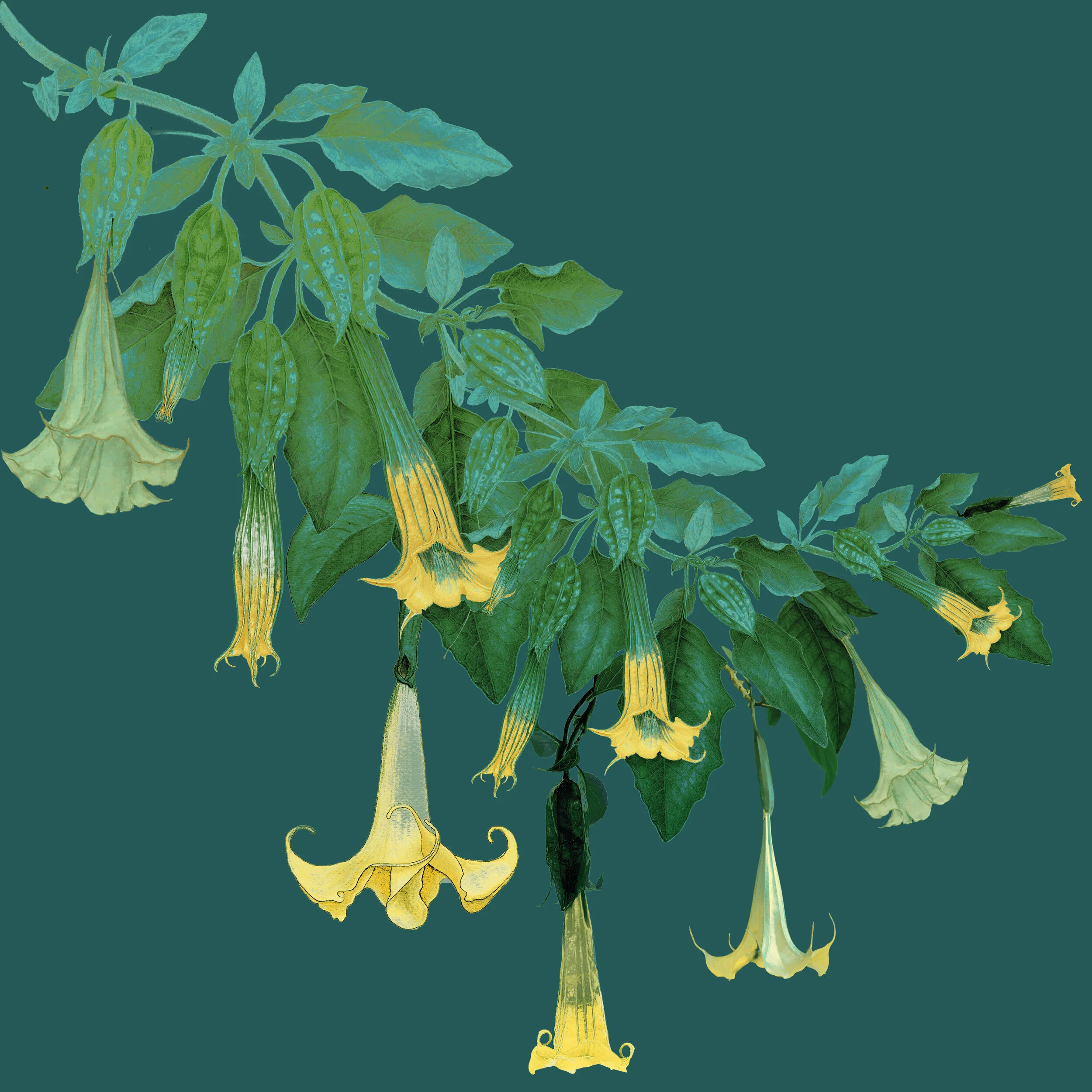 Brugmansia.jpg