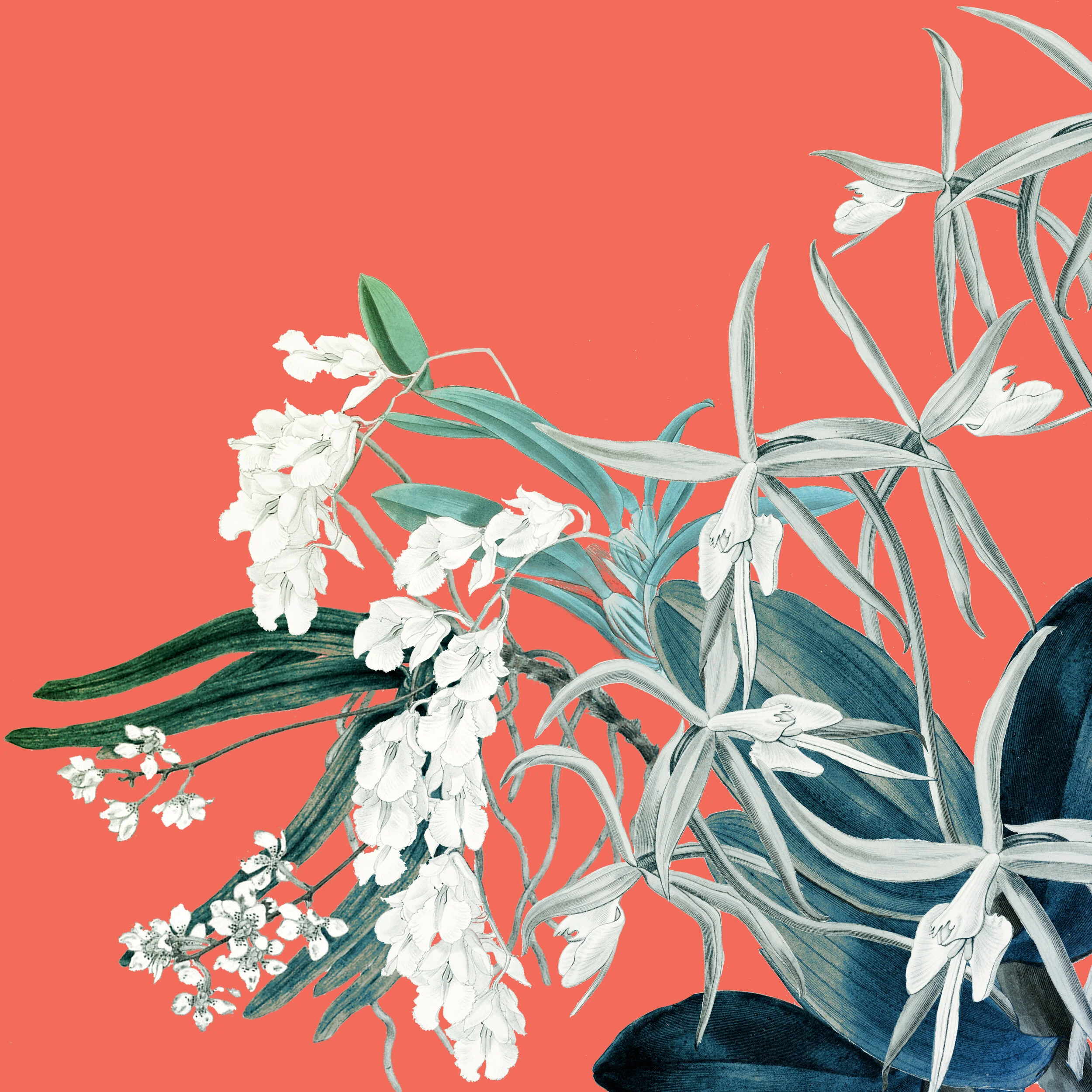 Coilostylis.jpg