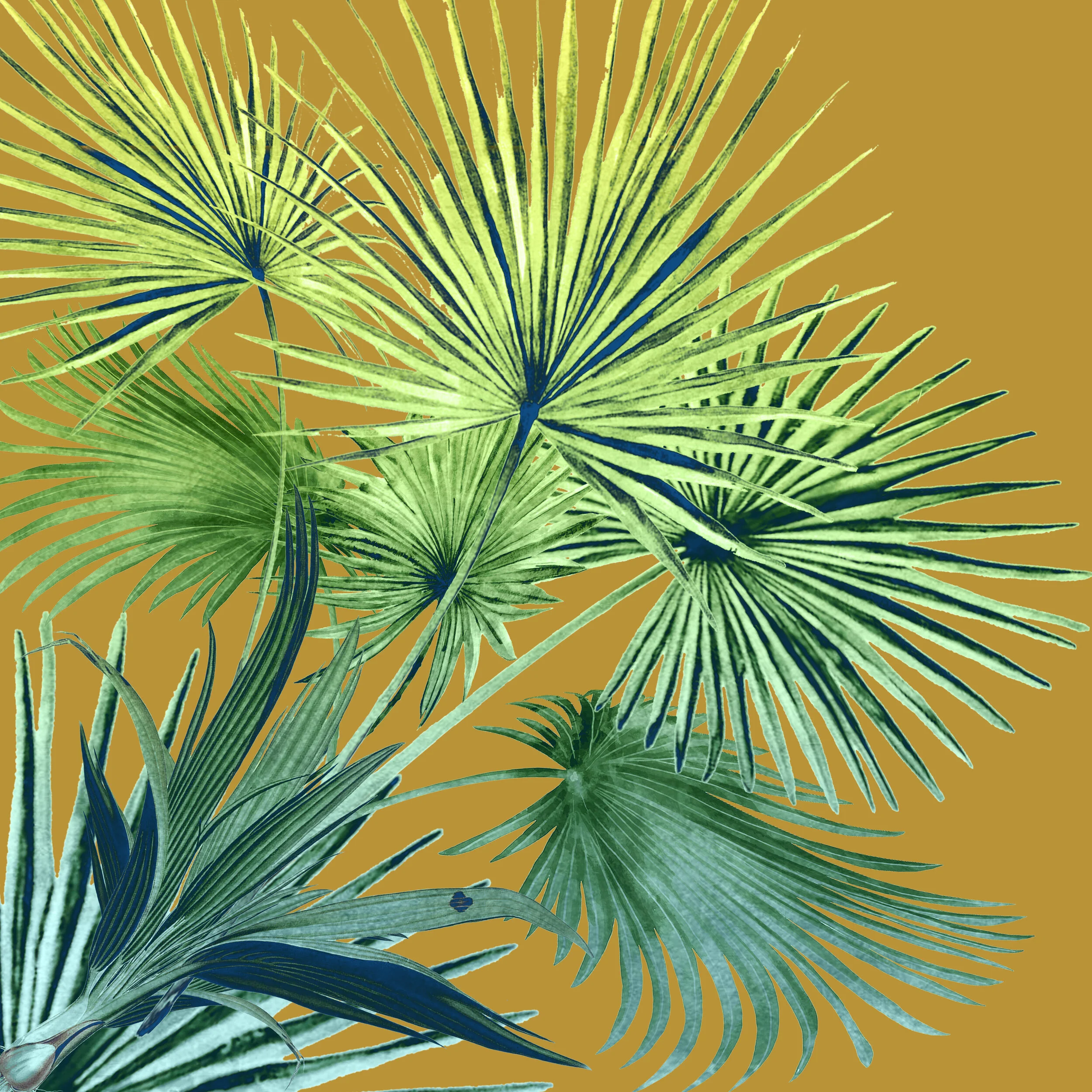 Livistonia.jpg