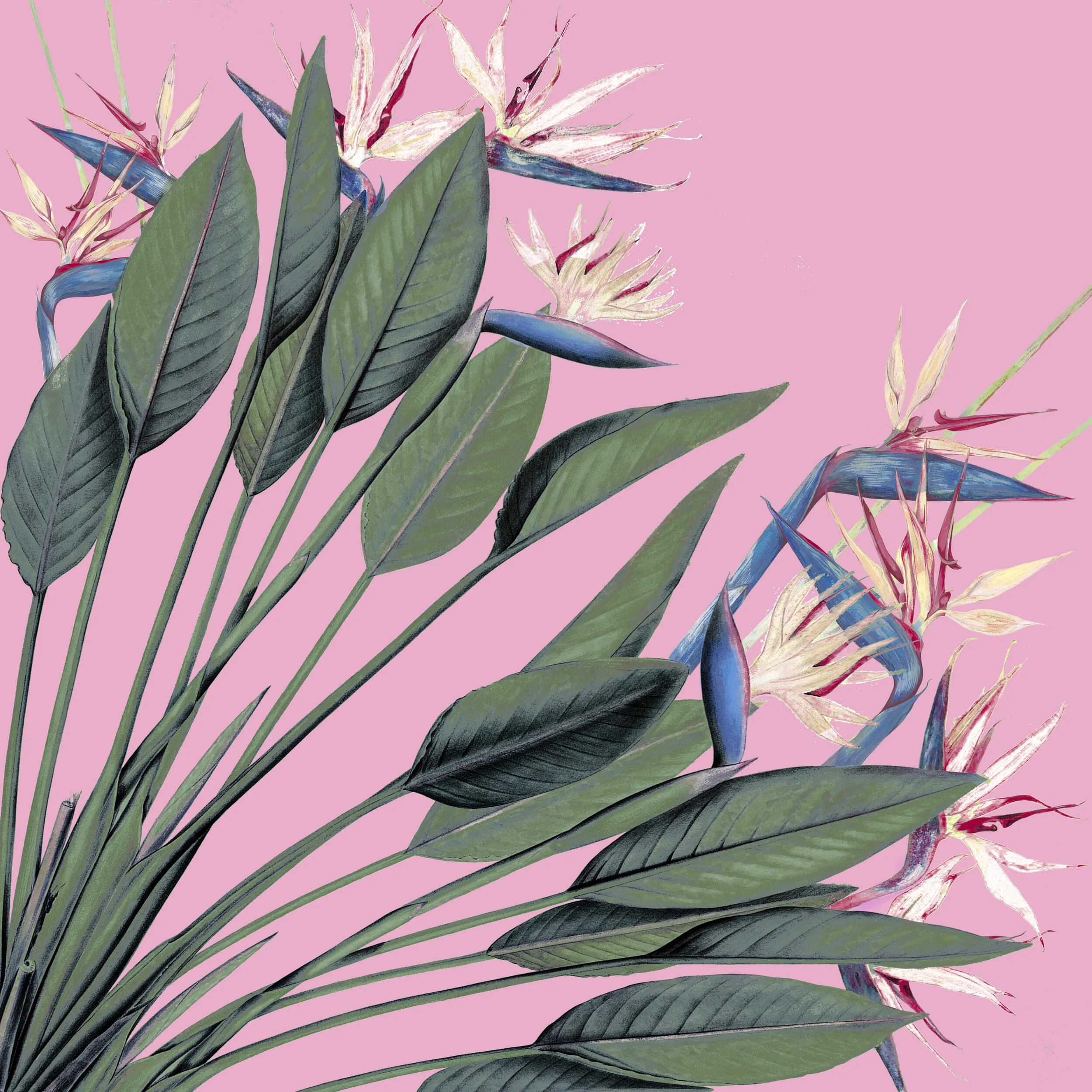 Strelitzia Nicolai.jpg