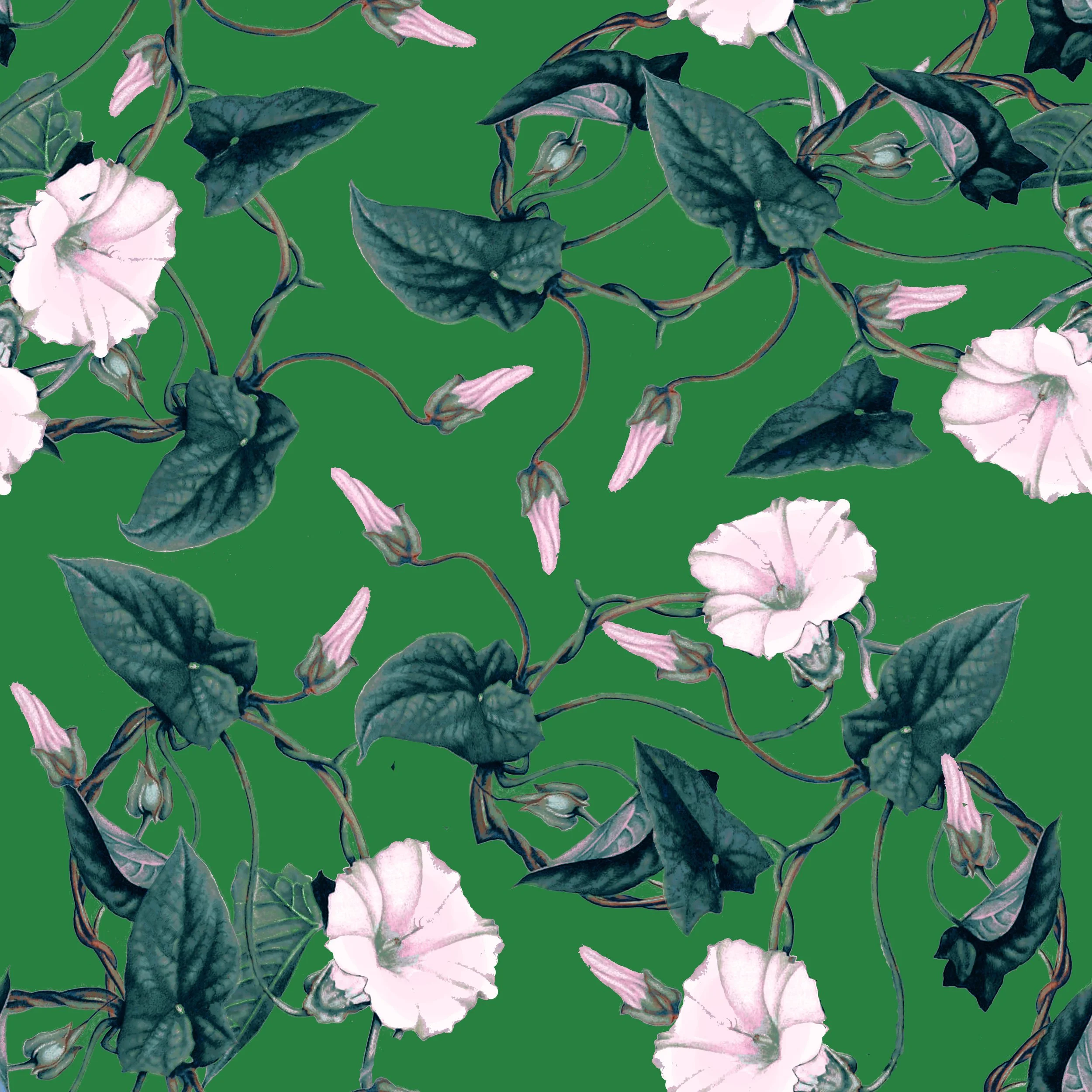 Calystegia.jpg