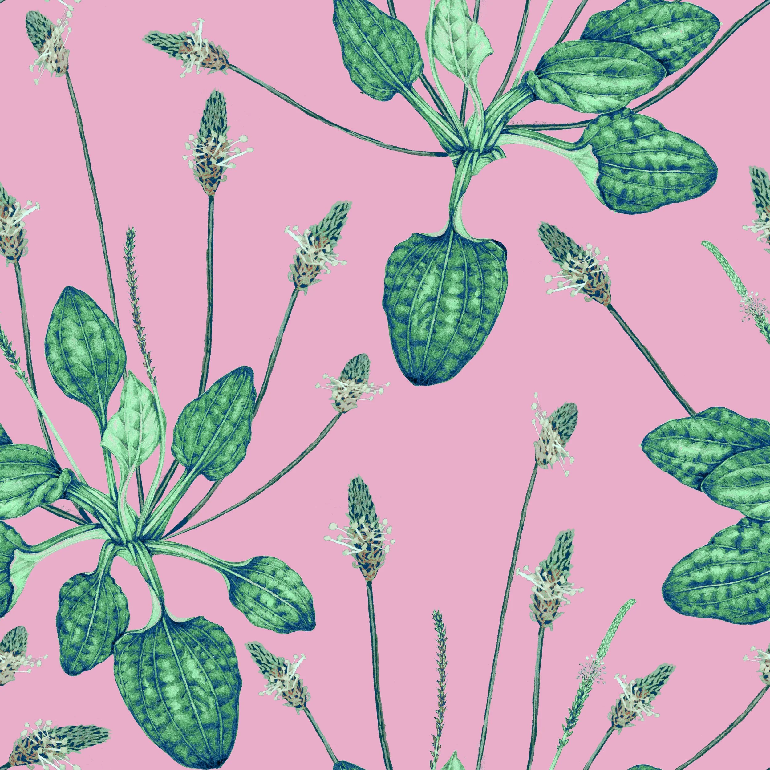 Plantago.jpg