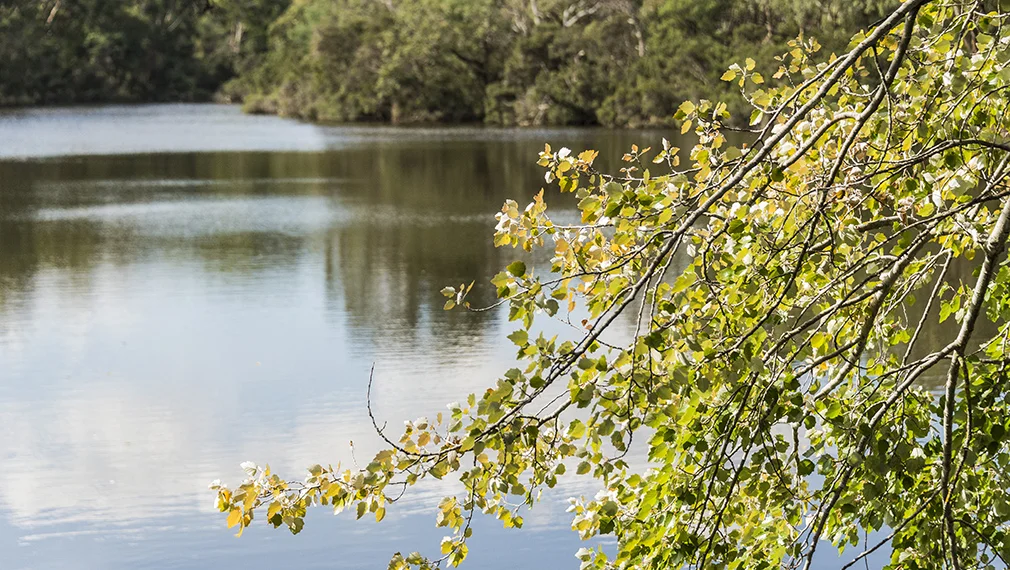 Blackburn Lakes Sanctuary