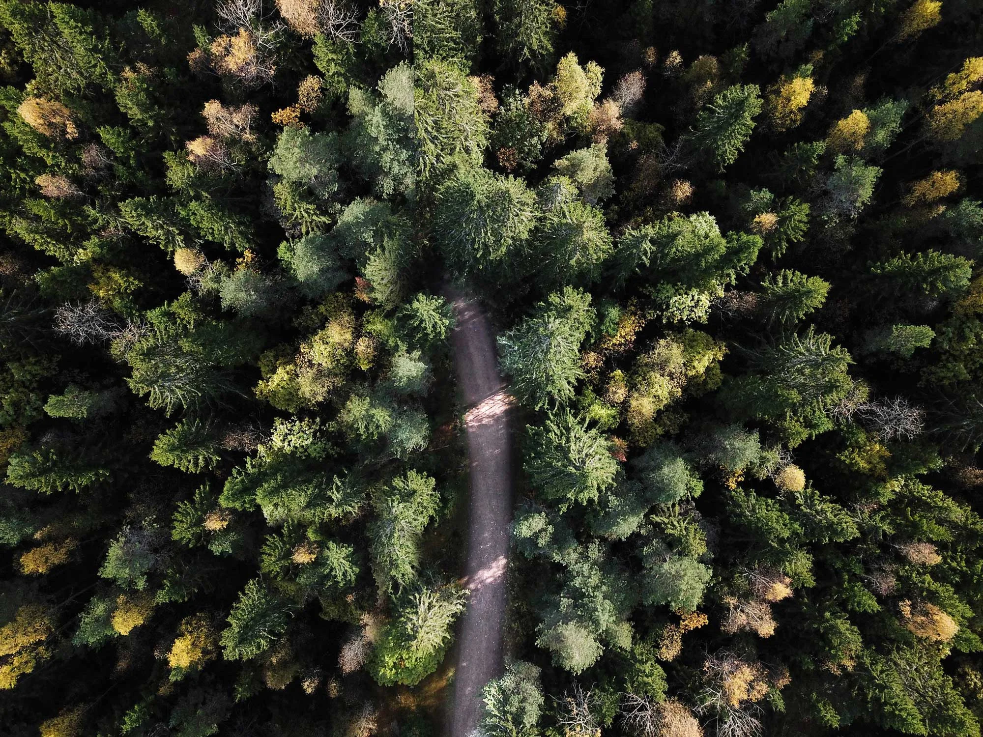 Dronefoto skog