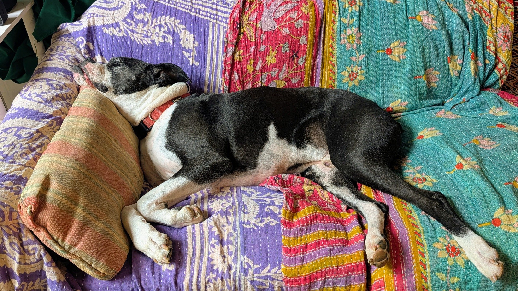 Until I feel like posting again, please enjoy this placeholder dog.