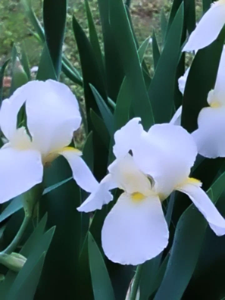 Borrowed my neighbor's irises for a little one-hour jaunt.