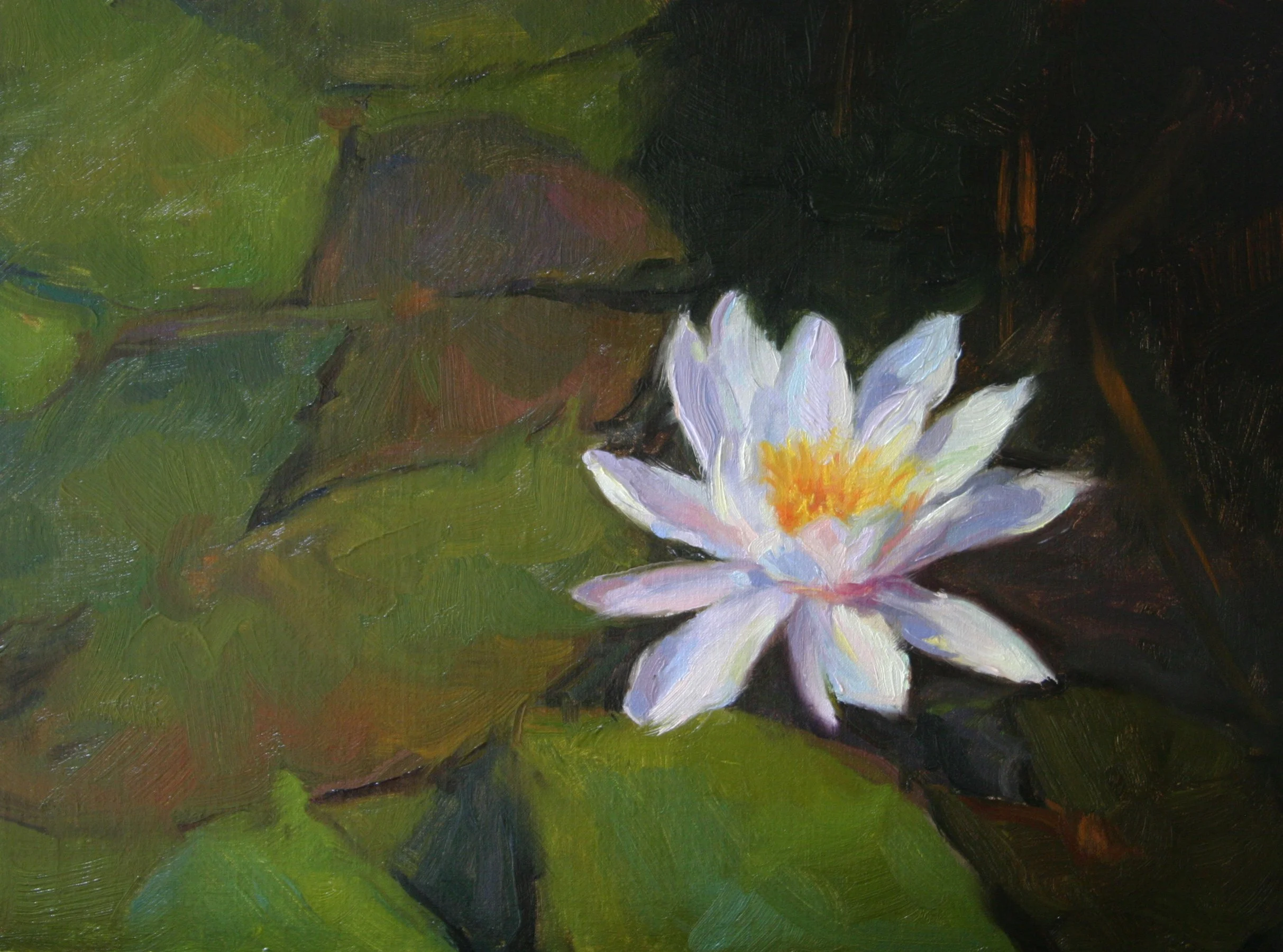 Water Lily
