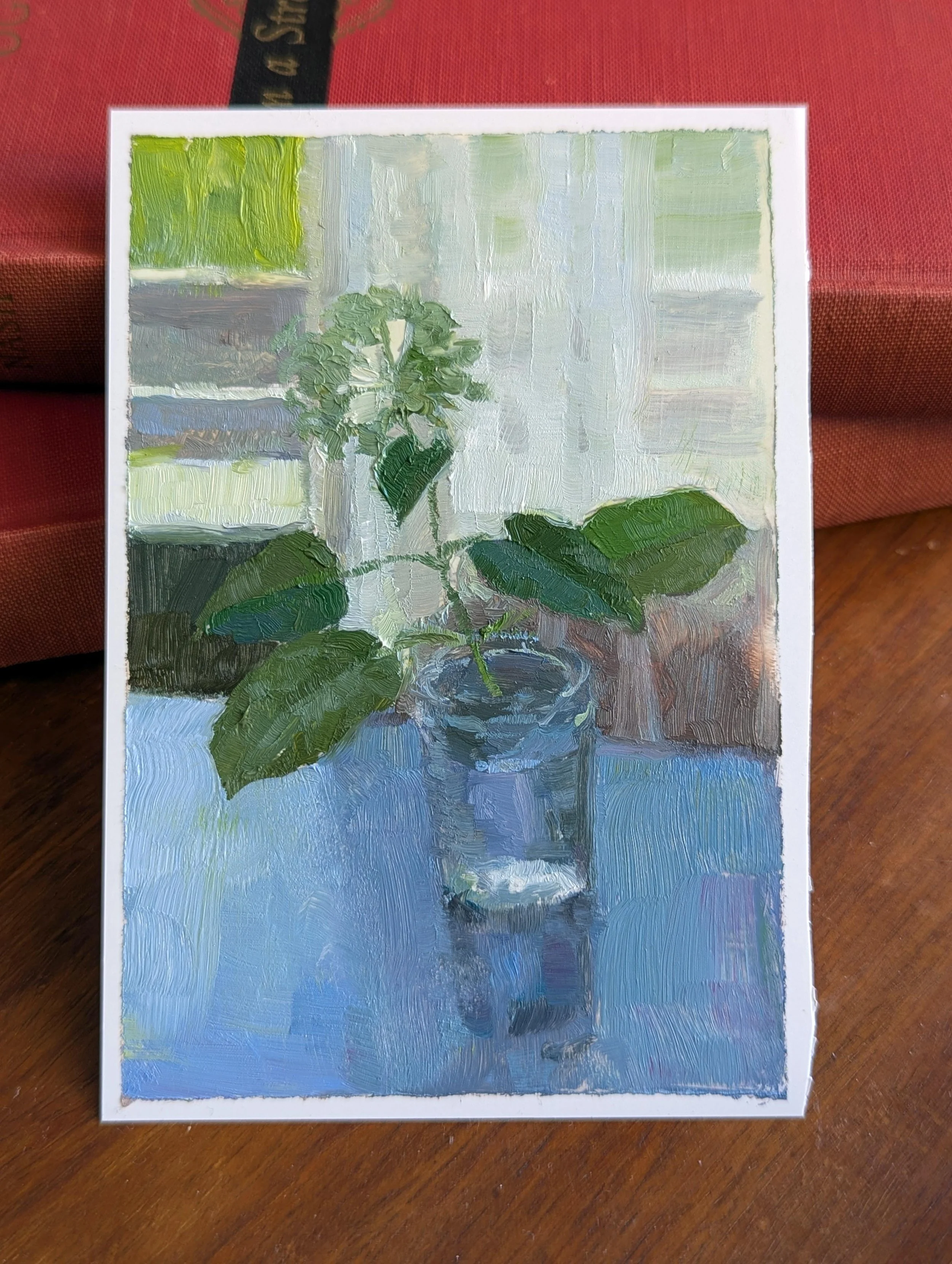 single_first_bloom_hydrangea.jpg