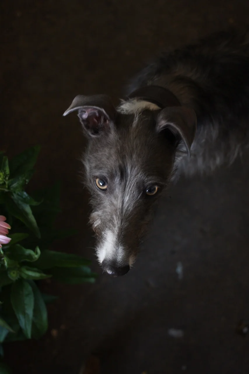 thepup - 2.jpg