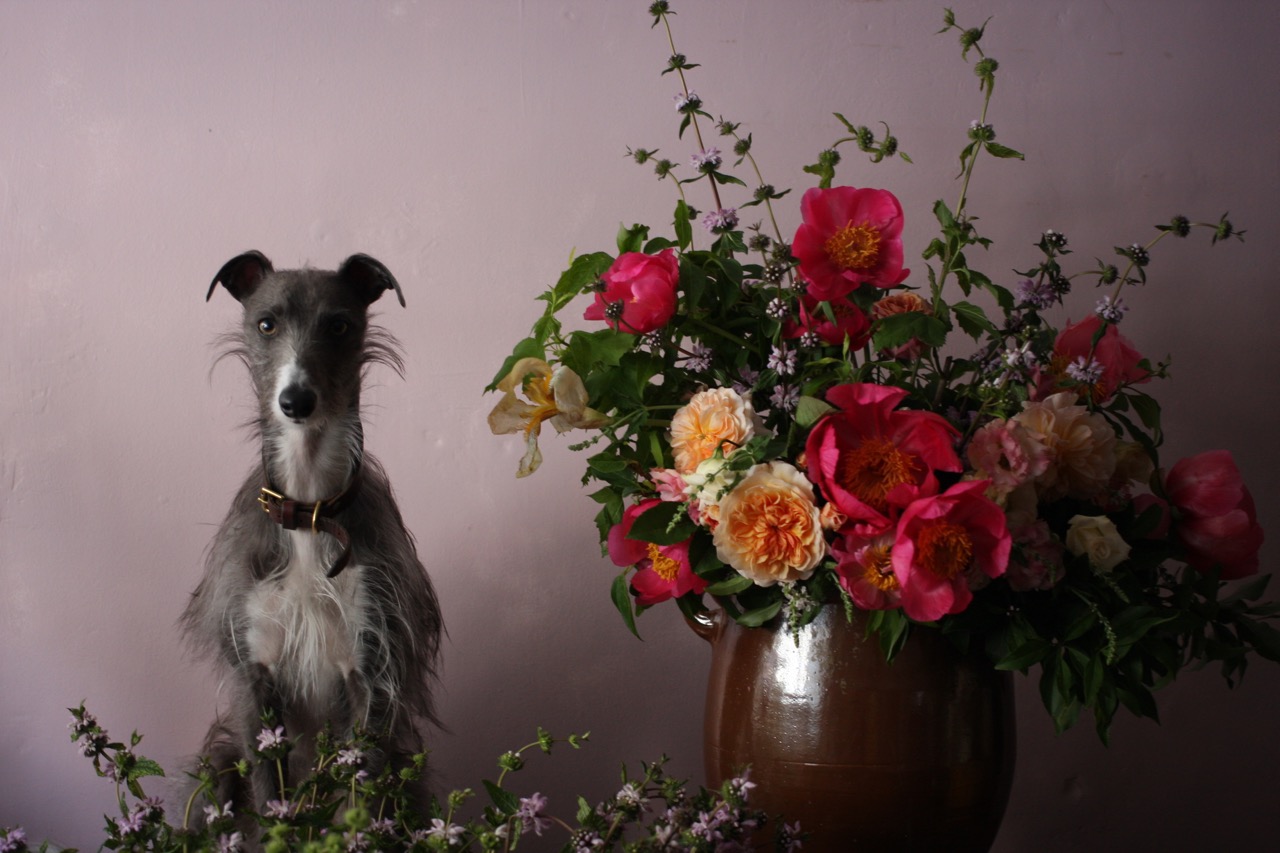 thepup - 8.jpg
