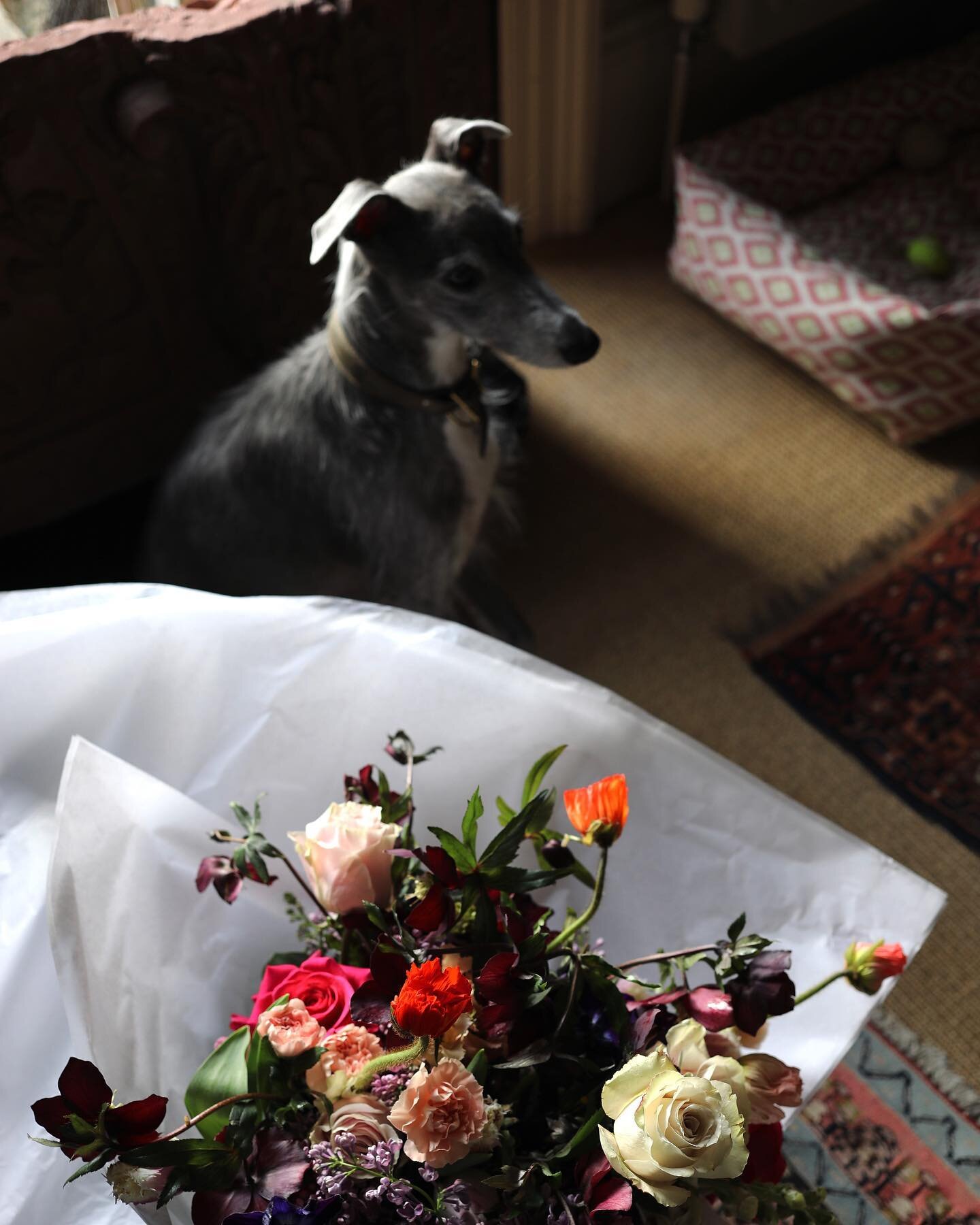 Valentines Day. 
Bouquets of lilacs and poppies, roses and tulips, with hellebores and anemones. Deliveries to PE9 and LE15 postcodes on Tuesday 14th of February. 
Order via our website.
Dog not included.