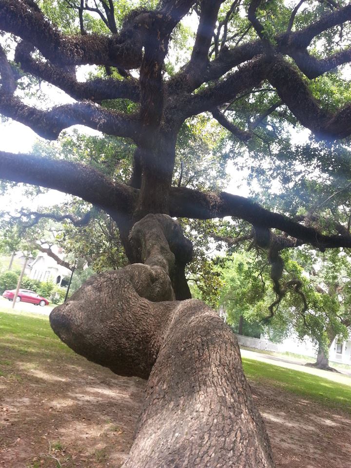 tree.jpg
