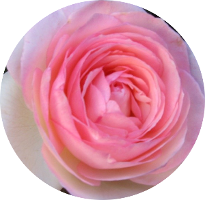 Rose 300x280.png