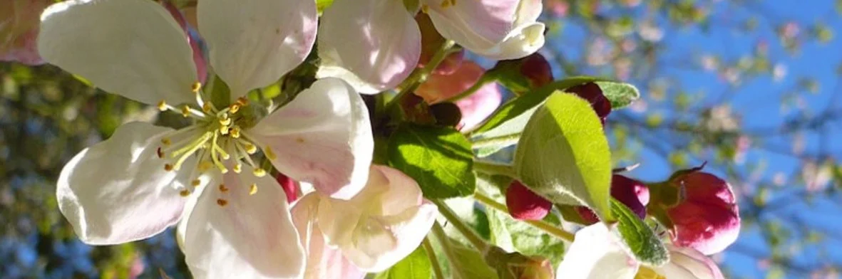 Four Fires Crab Apple blossom 1181x392(2).jpg