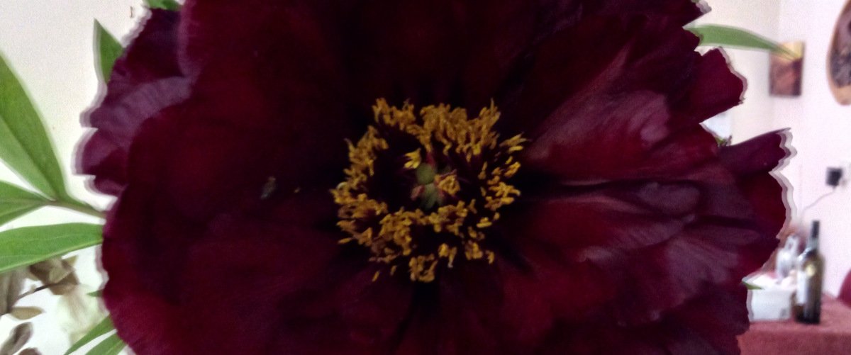 AUS IMAG 1200x501.jpg