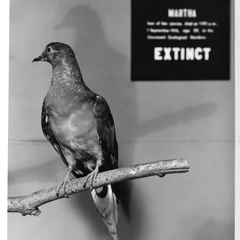 RIP MARTHAThe last passenger pigeon. Photo courtesy of the Smithsonian. Face à Nantes, on prend le bateau pour traverser la rive gauche de la Loire en moins de dix minutes et on se retrouve comme dans un village au bord de la mer... En fait c'est en…