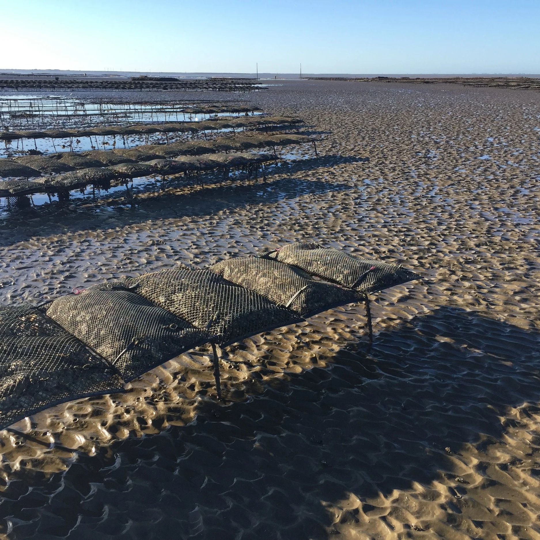 Brittany Oysters - Taste them right at the source!