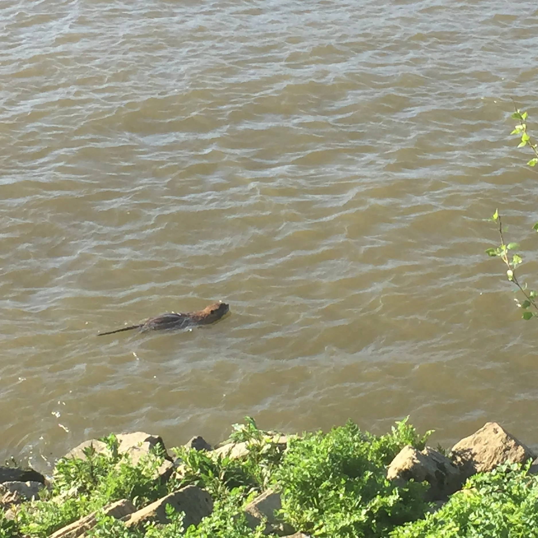 Wait after 5pm to catch sigh of a ragondin, gracious beaver of the Loire.