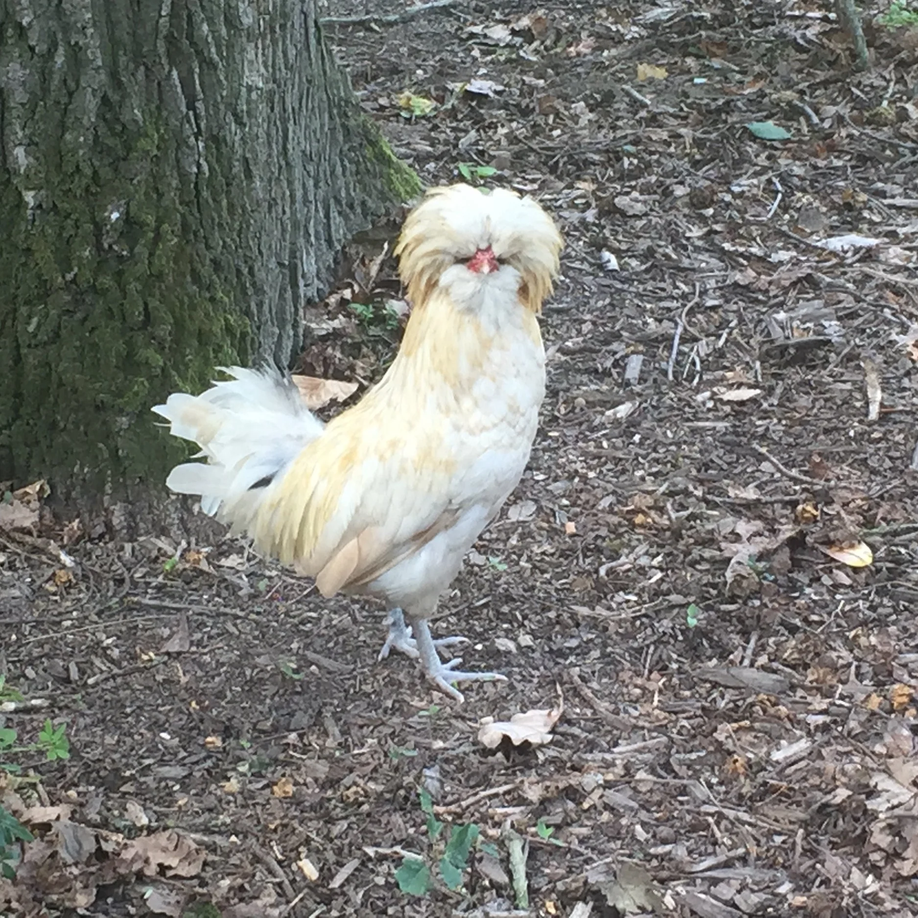Roosting @ Nantes Jardins des Plantes.