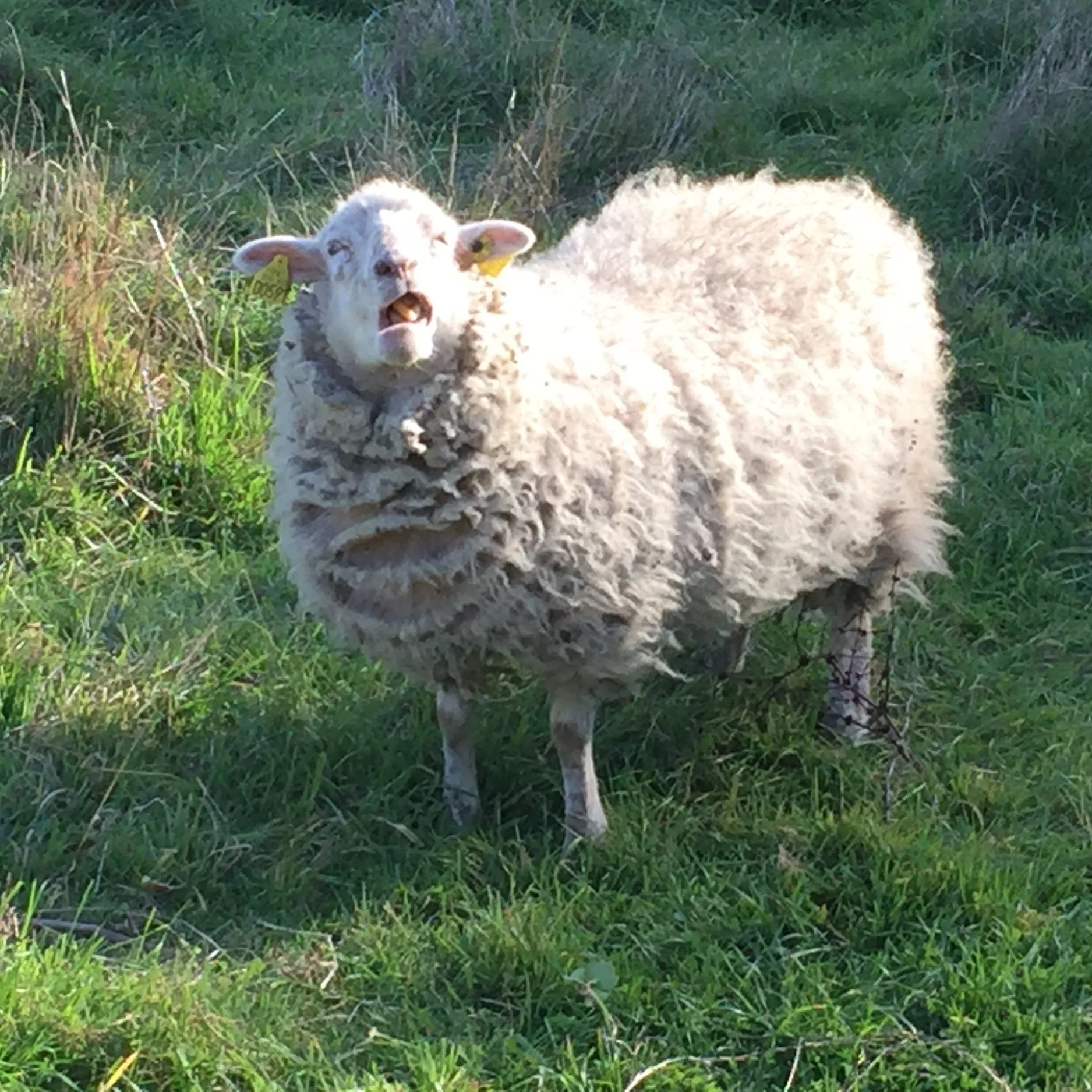 Love sheeps - this one is chewing his way @ Nantes Oblates Parc, a suspended garden overlooking the Loire.